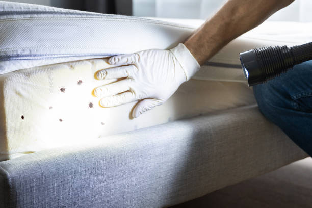 Best Best Pest Control Companies  in Morehead, KY