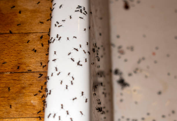 Best Cockroach Control Services  in Morehead, KY