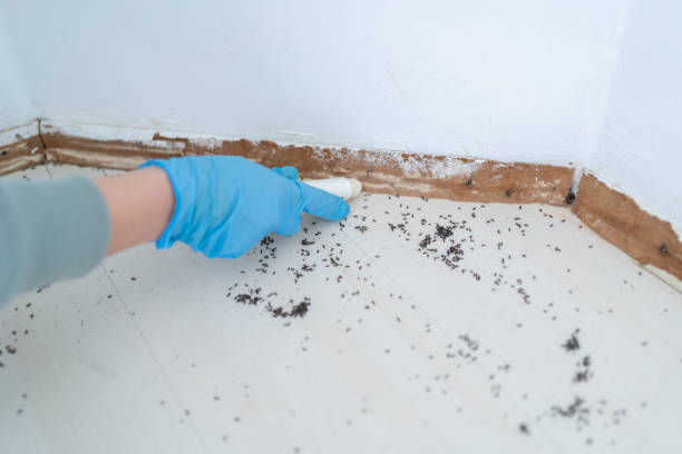 Best Affordable Pest Control Services  in Morehead, KY